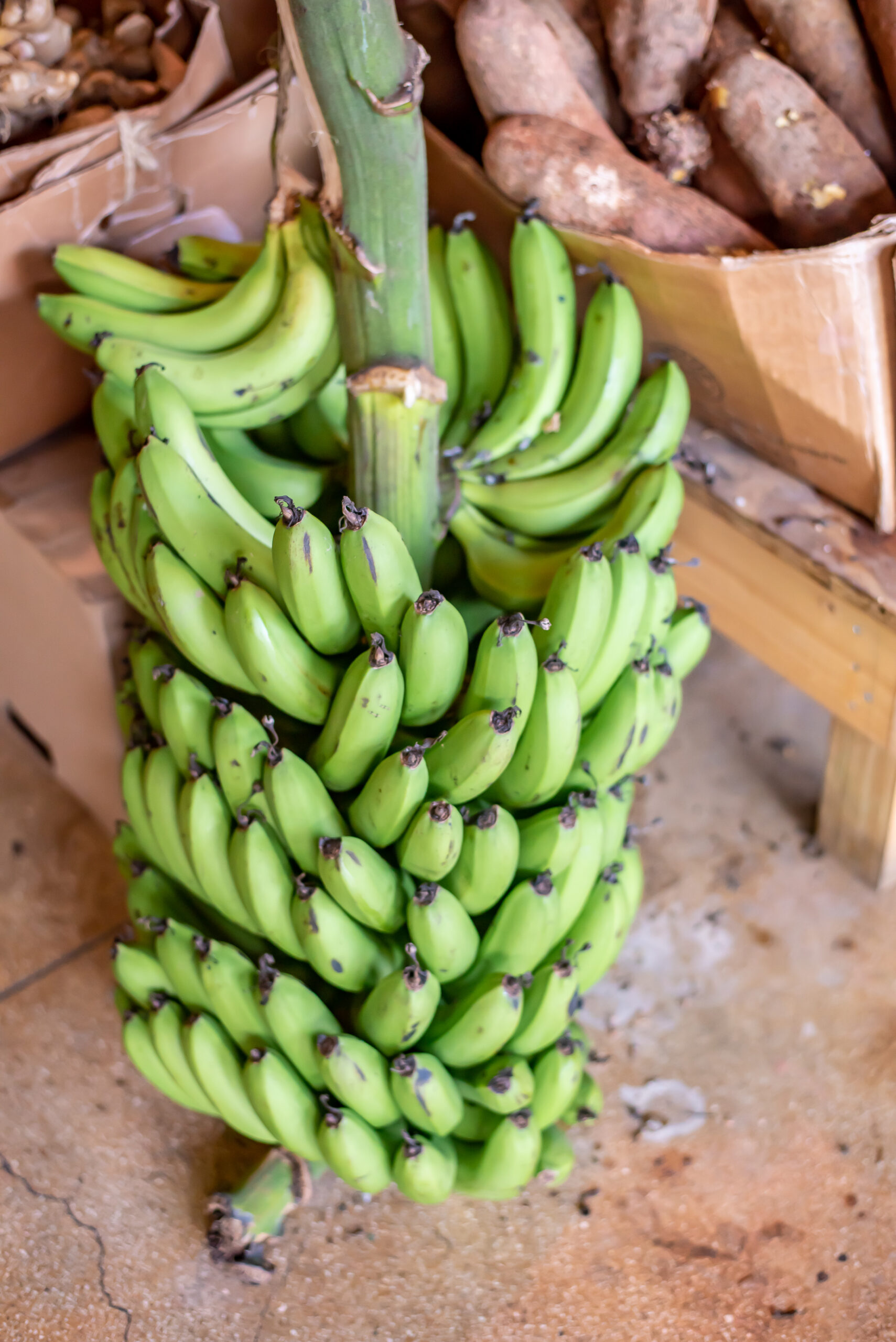 markets in puerto rico, Platanos, Santurce, Places to visit in San Juan, where to eat in Puerto RIco