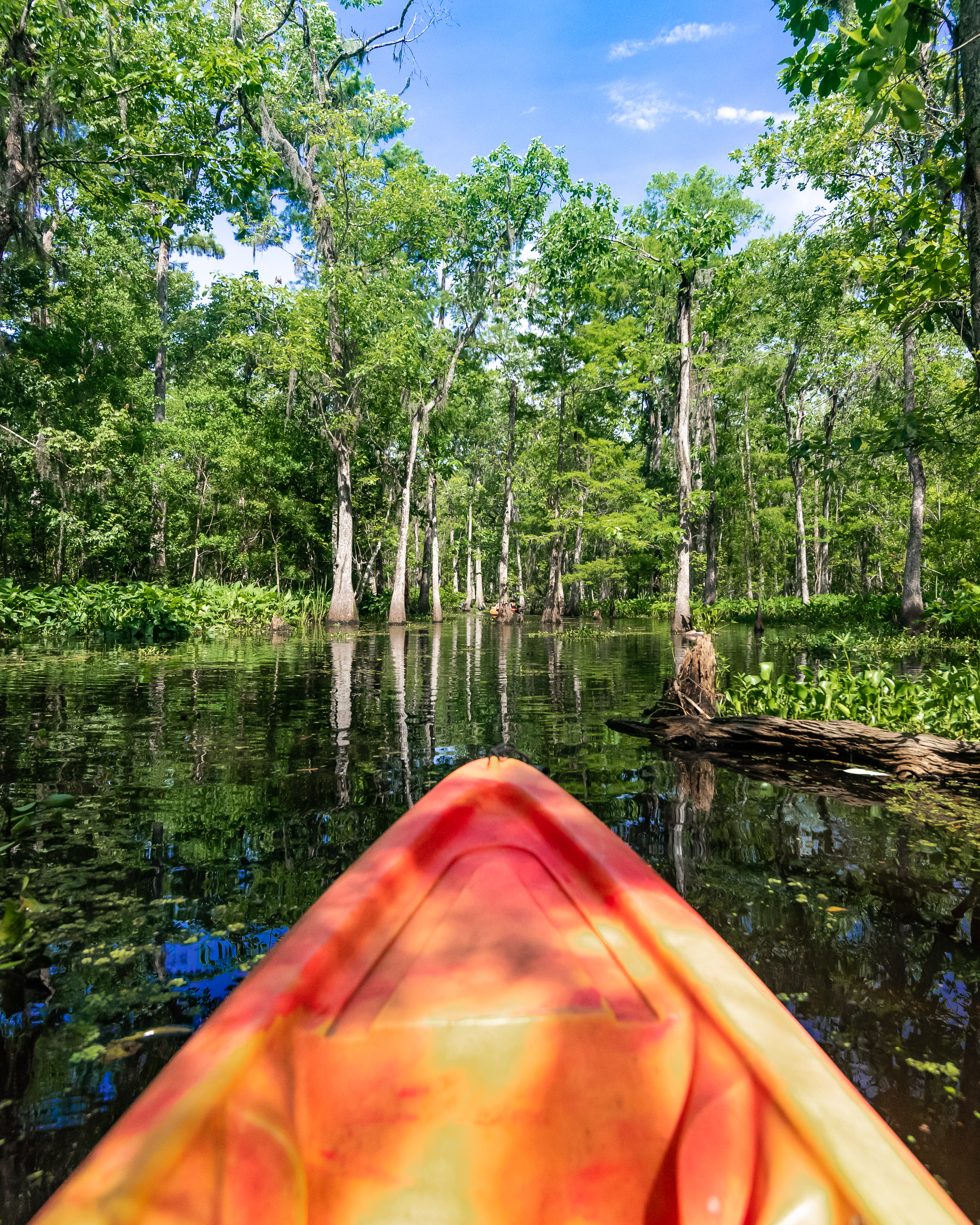 New Orleans swamp kayak tour, alligator swamp tours